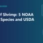 types of shrimp 85x85